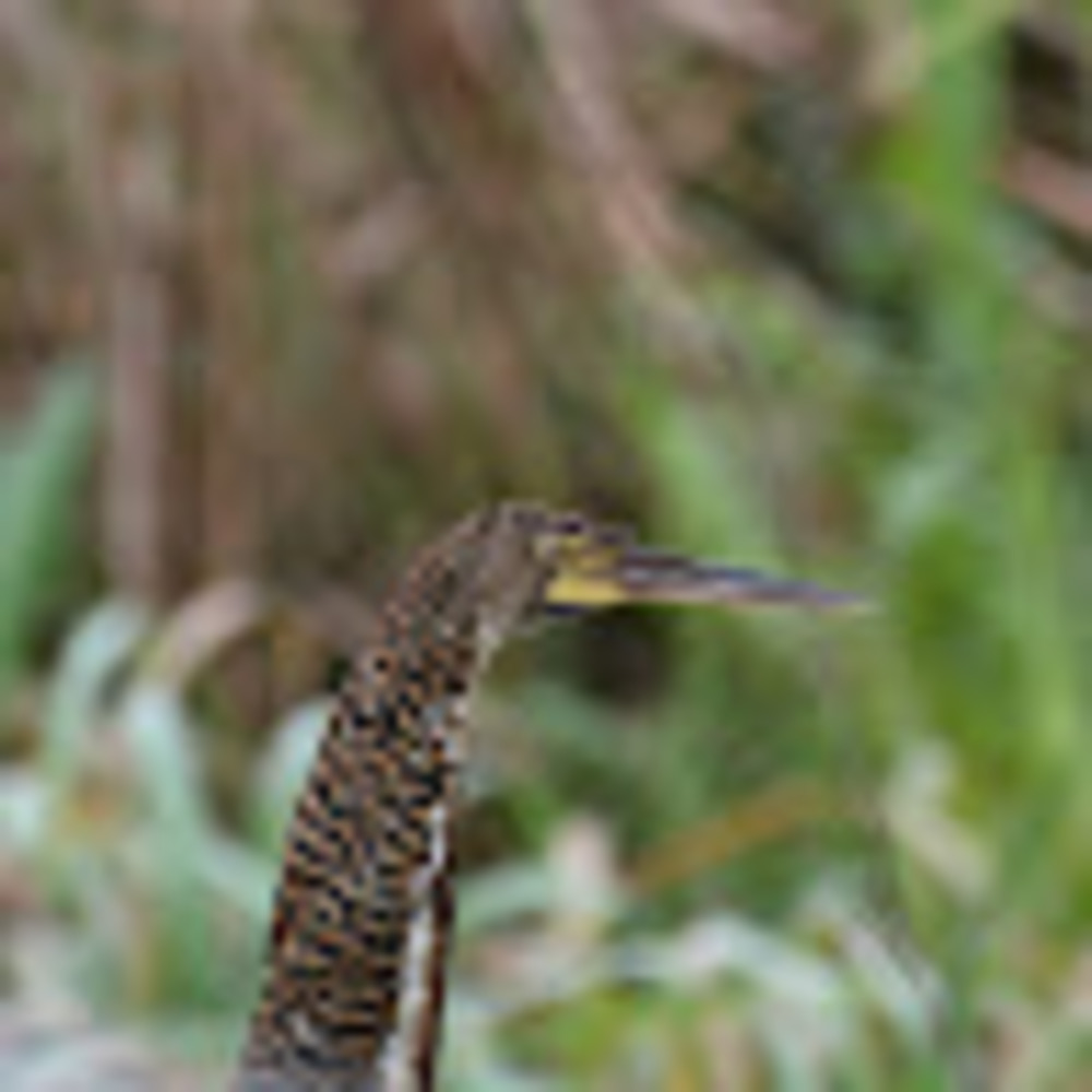 Meet your Posher, Alann